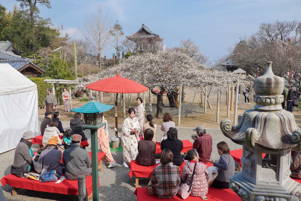 延岡　本東寺の慧日梅