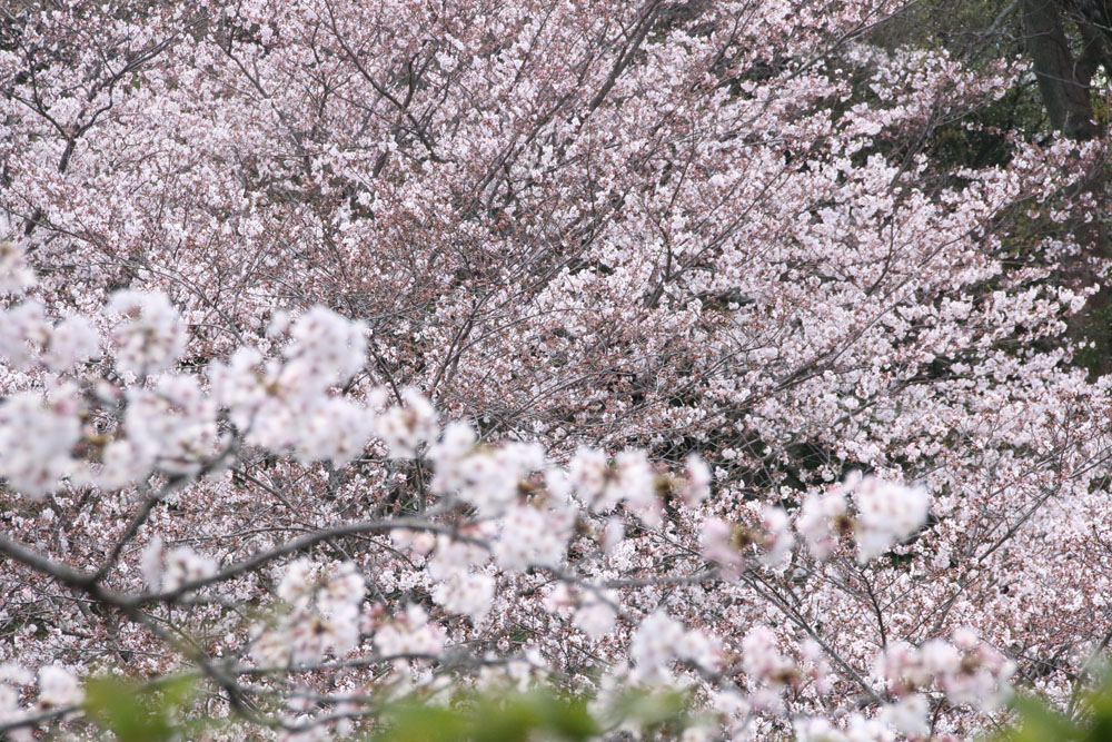 城山公園の桜